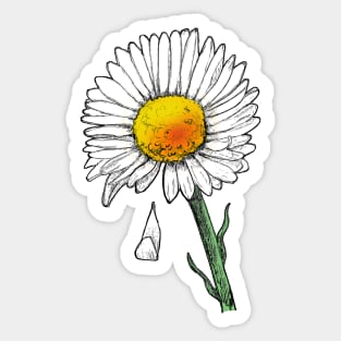 Daisy with petal falling Sticker